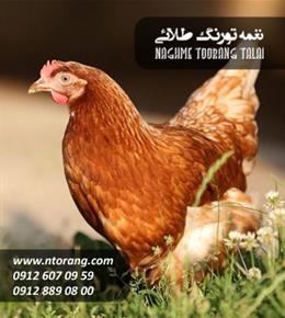 مرغ تخمگذار بومی اصلاح شده گلپایگانی